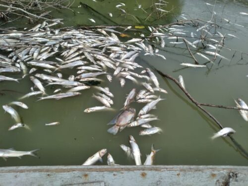 Mortandade de peixes